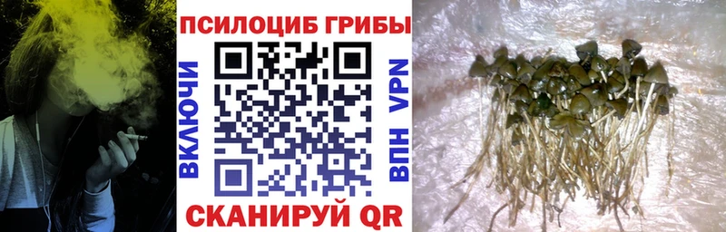 купить наркотики сайты  блэк спрут ТОР  Галлюциногенные грибы GOLDEN TEACHER  Черногорск 
